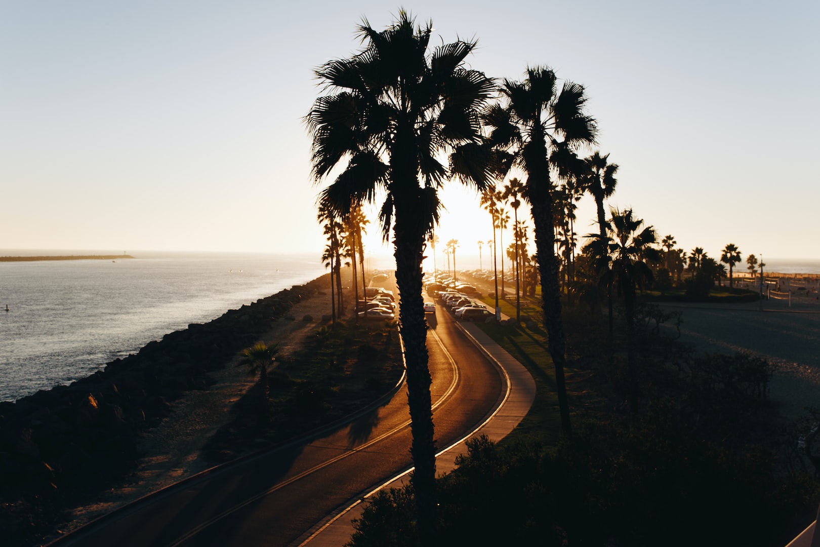 Palm Trees at the Coast