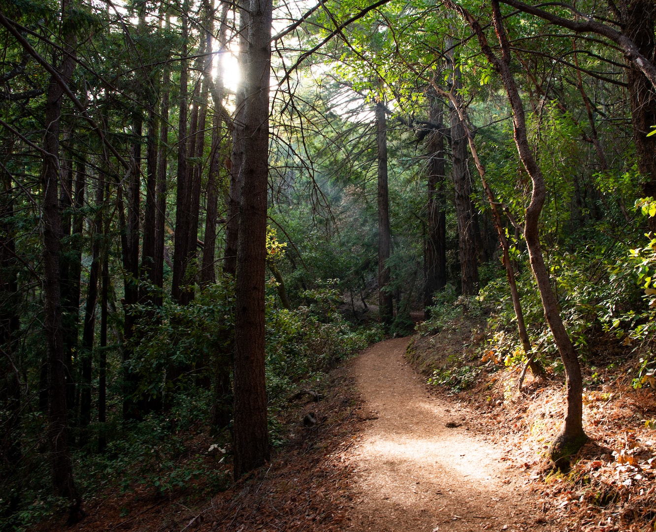 Nature and Trees in California